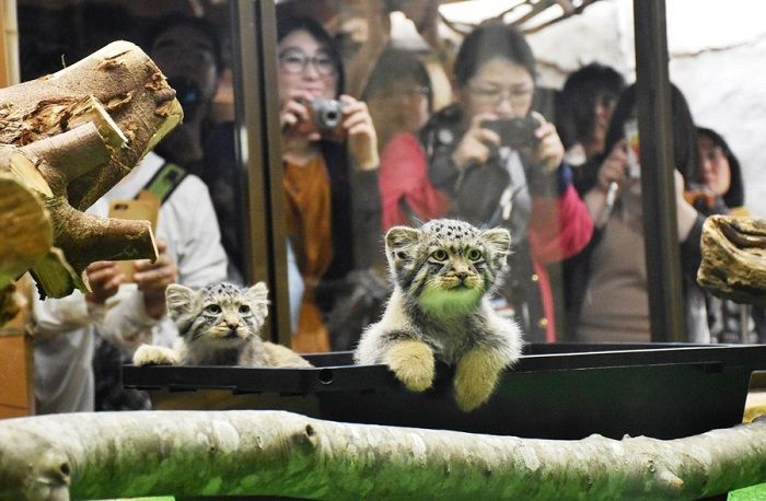 在日外国人强烈推荐的日本旅游项目及景点 在日外国人强烈推荐的日本旅游项目及景点