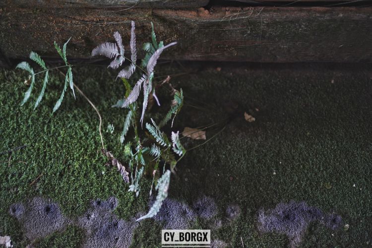 「废墟探索」日本最大废弃饭店:八丈皇家酒店 「废墟探索」日本最大废弃饭店:八丈皇家酒店