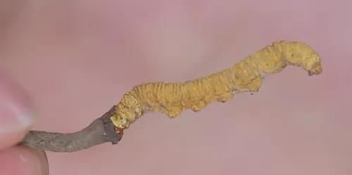 日本人发现了长在蟑螂身上的「冬虫夏草」 日本人发现了长在蟑螂身上的「冬虫夏草」