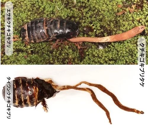 日本人发现了长在蟑螂身上的「冬虫夏草」 日本人发现了长在蟑螂身上的「冬虫夏草」