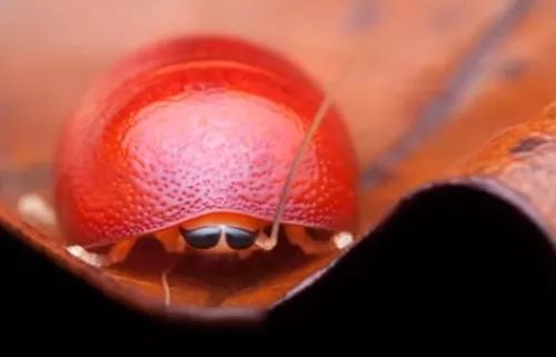 日本人发现了长在蟑螂身上的「冬虫夏草」 日本人发现了长在蟑螂身上的「冬虫夏草」