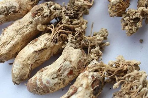 日本人发现了长在蟑螂身上的「冬虫夏草」 日本人发现了长在蟑螂身上的「冬虫夏草」