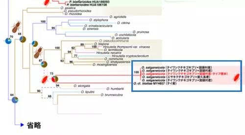 日本人发现了长在蟑螂身上的「冬虫夏草」 日本人发现了长在蟑螂身上的「冬虫夏草」