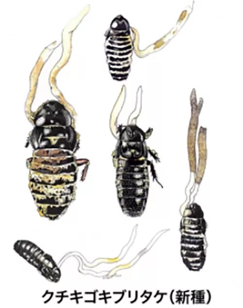 日本人发现了长在蟑螂身上的「冬虫夏草」 日本人发现了长在蟑螂身上的「冬虫夏草」