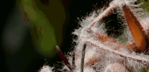 日本人发现了长在蟑螂身上的「冬虫夏草」 日本人发现了长在蟑螂身上的「冬虫夏草」