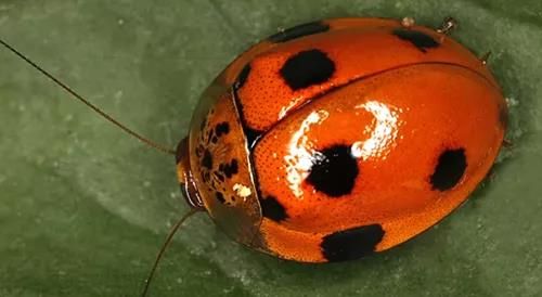 日本人发现了长在蟑螂身上的「冬虫夏草」 日本人发现了长在蟑螂身上的「冬虫夏草」