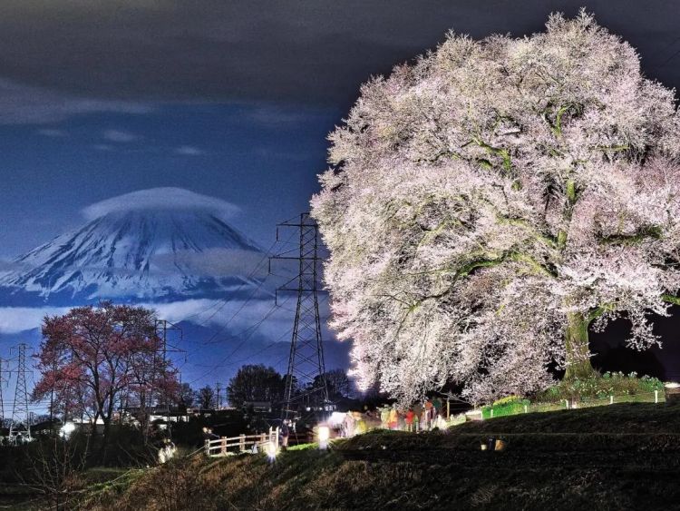 梦幻联动！樱花×富士山的绝美瞬间