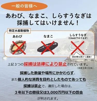 行李箱塞数千只保护动物，三个中国人喜提日本产银手镯