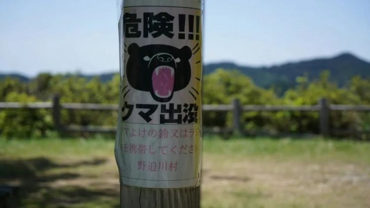 为什么最近日本“大量熊出没”? 为什么最近日本“大量熊出没”?