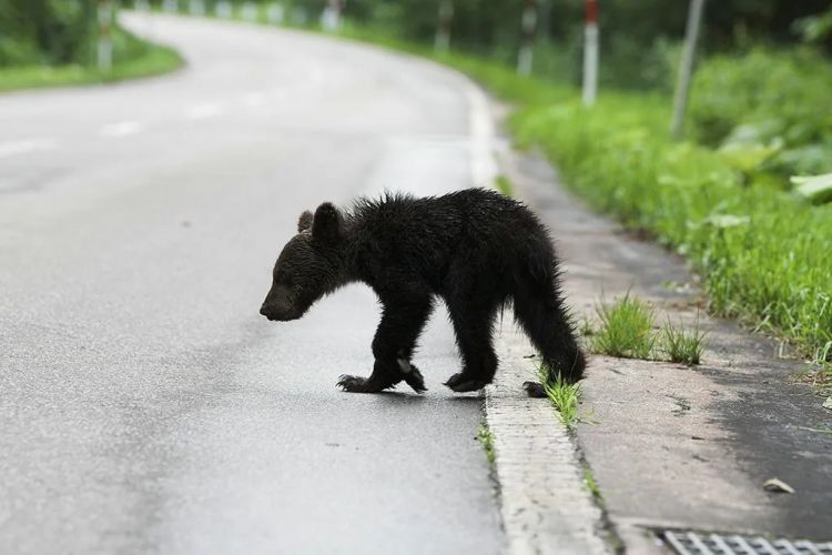 为什么最近日本“大量熊出没”? 为什么最近日本“大量熊出没”?