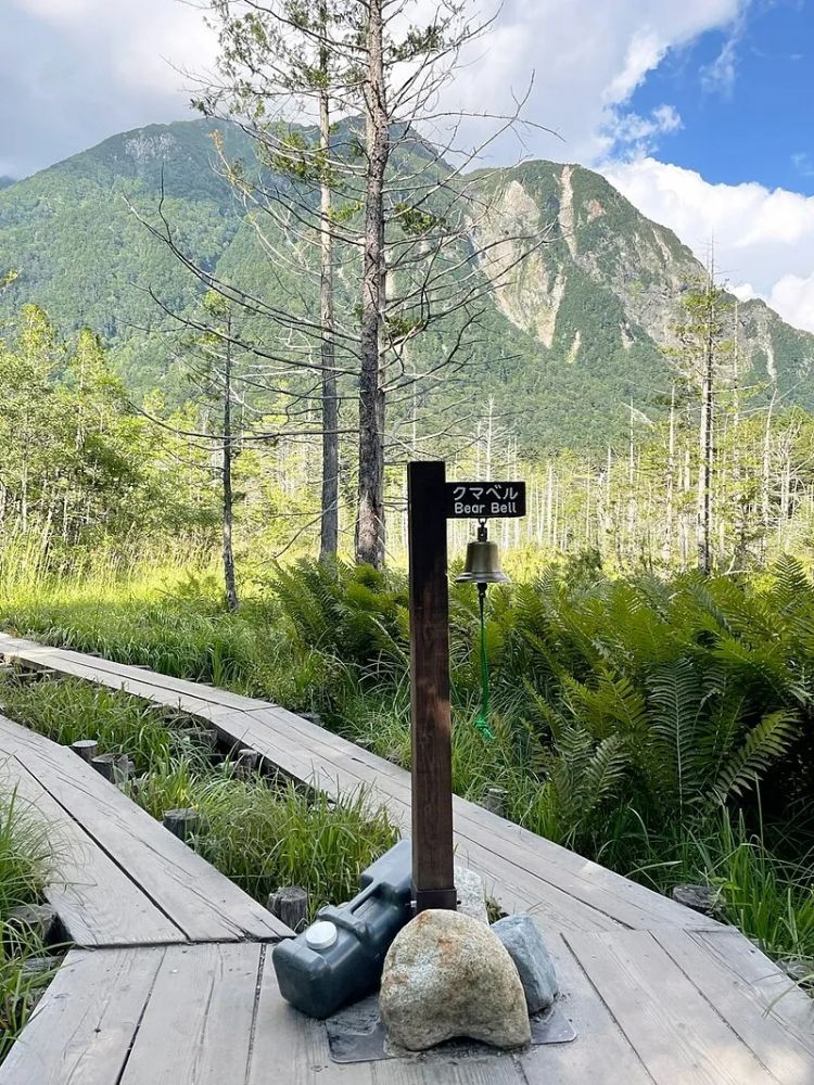 为什么最近日本“大量熊出没”? 为什么最近日本“大量熊出没”?