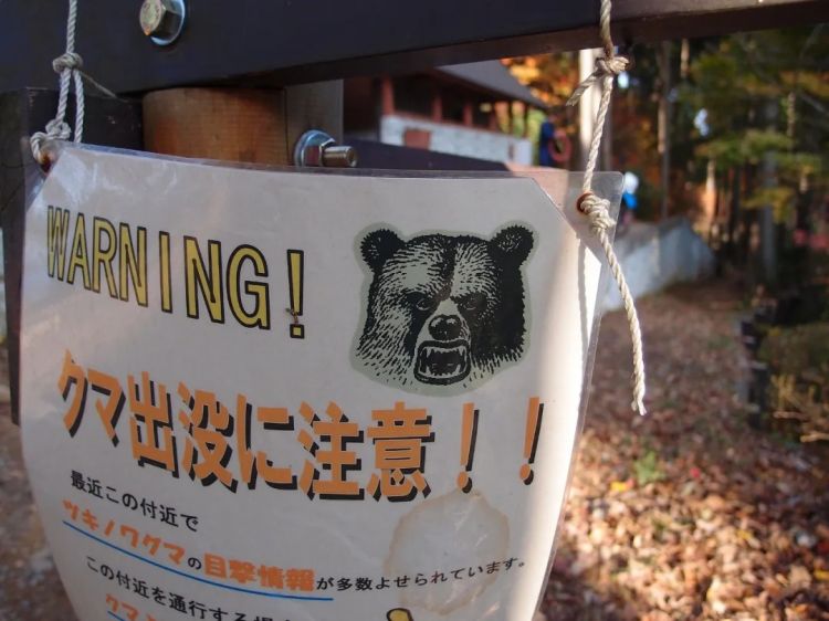 为什么最近日本“大量熊出没”? 为什么最近日本“大量熊出没”?