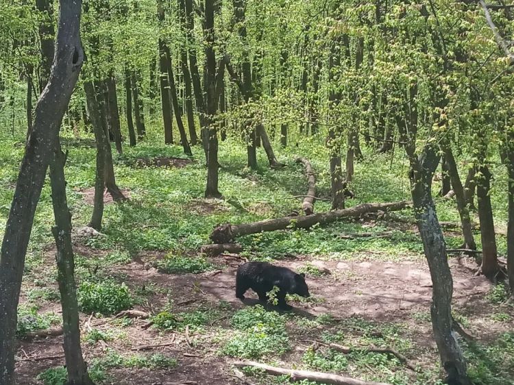 为什么最近日本“大量熊出没”? 为什么最近日本“大量熊出没”?