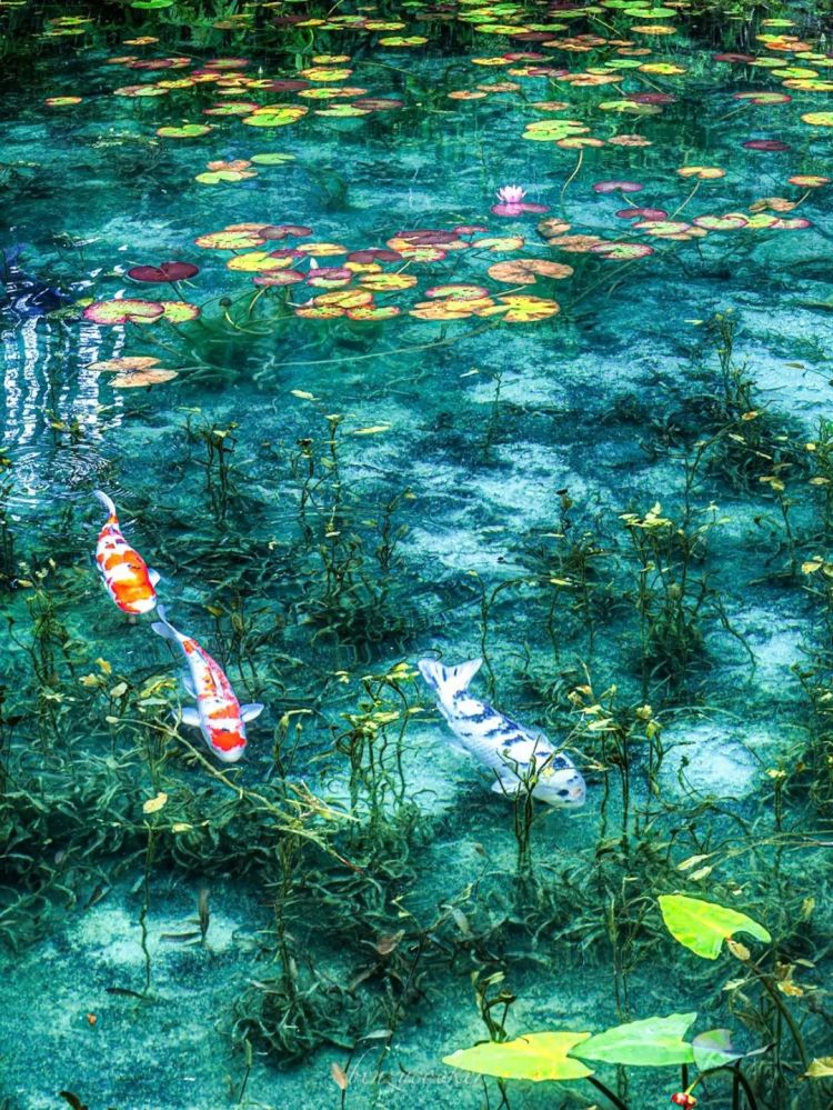 第251期:日本人在台举中国国旗?滨寿司再现食品安全问题;知名动画抄袭X JAPAN?usj联动世博 | 百通板 第251期:日本人在台举中国国旗?滨寿司再现食品安全问题;知名动画抄袭X JAPAN?usj联动世博 | 百通板