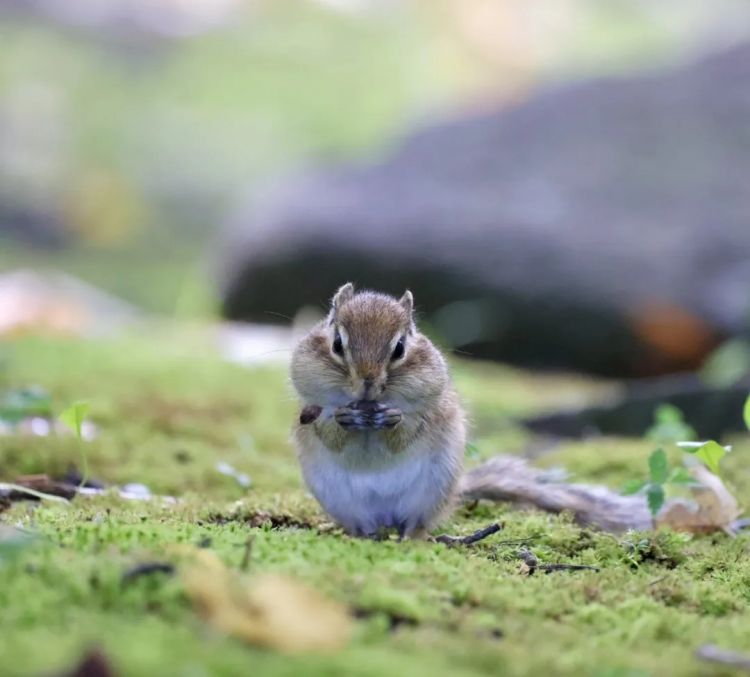 第251期:日本人在台举中国国旗?滨寿司再现食品安全问题;知名动画抄袭X JAPAN?usj联动世博 | 百通板 第251期:日本人在台举中国国旗?滨寿司再现食品安全问题;知名动画抄袭X JAPAN?usj联动世博 | 百通板
