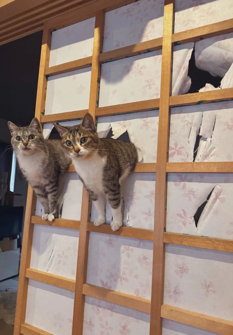 第251期:日本人在台举中国国旗?滨寿司再现食品安全问题;知名动画抄袭X JAPAN?usj联动世博 | 百通板 第251期:日本人在台举中国国旗?滨寿司再现食品安全问题;知名动画抄袭X JAPAN?usj联动世博 | 百通板