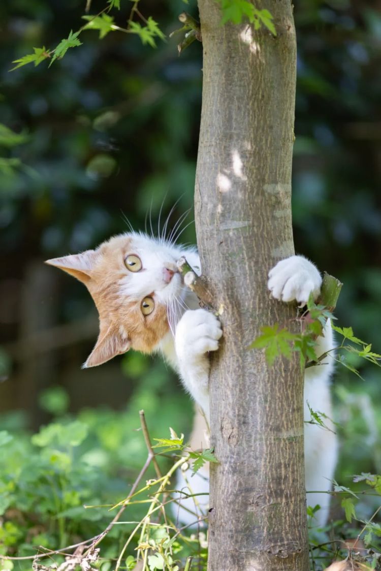 第252期:日本出生人口再创新低;鸠山由纪夫出席九三阅兵;极乐净土组合解散?二宫和也《8号出口》确认引进 | 百通板 第252期:日本出生人口再创新低;鸠山由纪夫出席九三阅兵;极乐净土组合解散?二宫和也《8号出口》确认引进 | 百通板