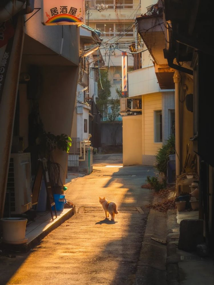 第252期:日本出生人口再创新低;鸠山由纪夫出席九三阅兵;极乐净土组合解散?二宫和也《8号出口》确认引进 | 百通板 第252期:日本出生人口再创新低;鸠山由纪夫出席九三阅兵;极乐净土组合解散?二宫和也《8号出口》确认引进 | 百通板