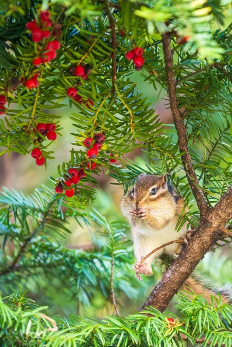 第252期:日本出生人口再创新低;鸠山由纪夫出席九三阅兵;极乐净土组合解散?二宫和也《8号出口》确认引进 | 百通板 第252期:日本出生人口再创新低;鸠山由纪夫出席九三阅兵;极乐净土组合解散?二宫和也《8号出口》确认引进 | 百通板