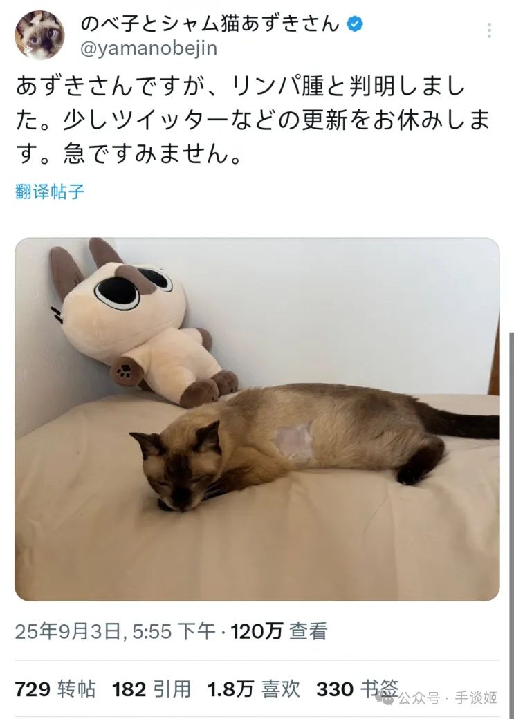 “暹罗猫小豆泥”去世 “暹罗猫小豆泥”去世