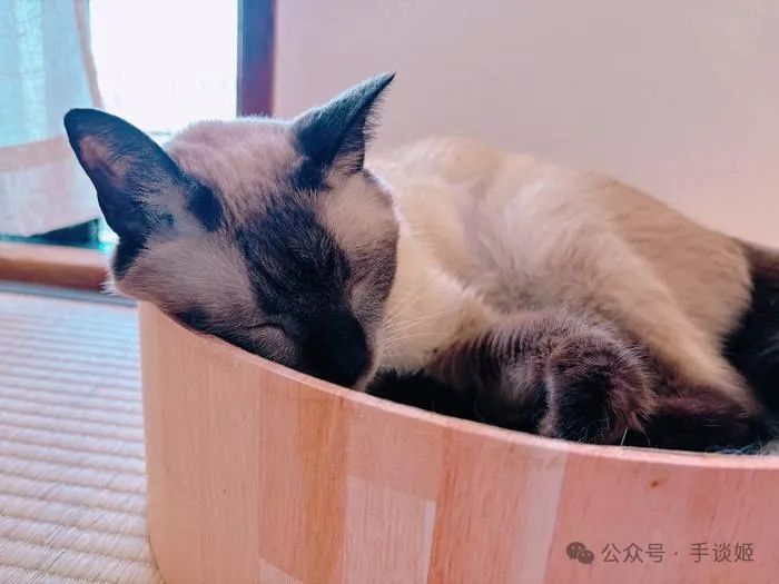 “暹罗猫小豆泥”去世 “暹罗猫小豆泥”去世