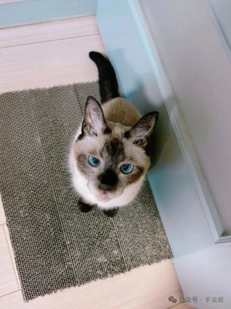 “暹罗猫小豆泥”去世 “暹罗猫小豆泥”去世