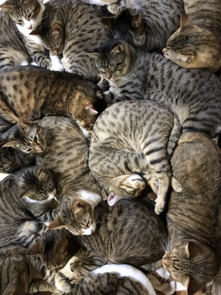 第254期:日本将整治排外言论?花泽香菜小野贤章离婚;中国患者被收三倍医疗费?日本成立AI战略部? | 百通板 第254期:日本将整治排外言论?花泽香菜小野贤章离婚;中国患者被收三倍医疗费?日本成立AI战略部? | 百通板