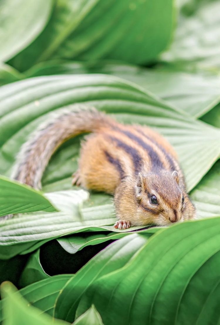 第254期:日本将整治排外言论?花泽香菜小野贤章离婚;中国患者被收三倍医疗费?日本成立AI战略部? | 百通板 第254期:日本将整治排外言论?花泽香菜小野贤章离婚;中国患者被收三倍医疗费?日本成立AI战略部? | 百通板