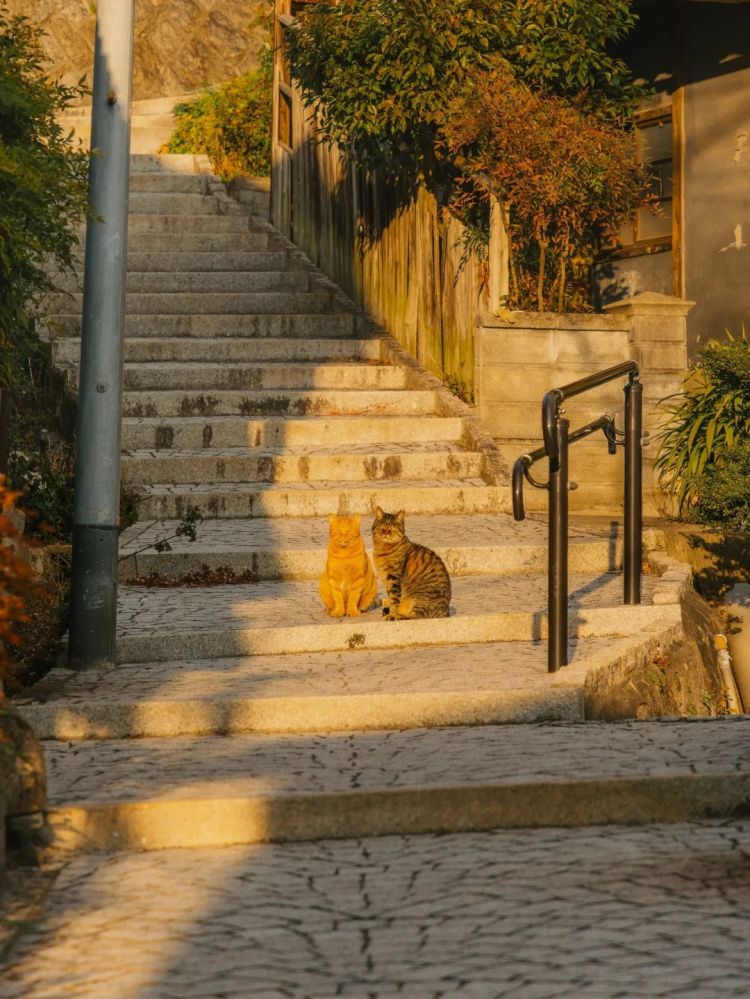 第254期:日本将整治排外言论?花泽香菜小野贤章离婚;中国患者被收三倍医疗费?日本成立AI战略部? | 百通板 第254期:日本将整治排外言论?花泽香菜小野贤章离婚;中国患者被收三倍医疗费?日本成立AI战略部? | 百通板