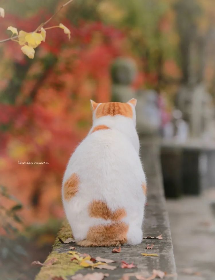 第254期:日本将整治排外言论?花泽香菜小野贤章离婚;中国患者被收三倍医疗费?日本成立AI战略部? | 百通板 第254期:日本将整治排外言论?花泽香菜小野贤章离婚;中国患者被收三倍医疗费?日本成立AI战略部? | 百通板