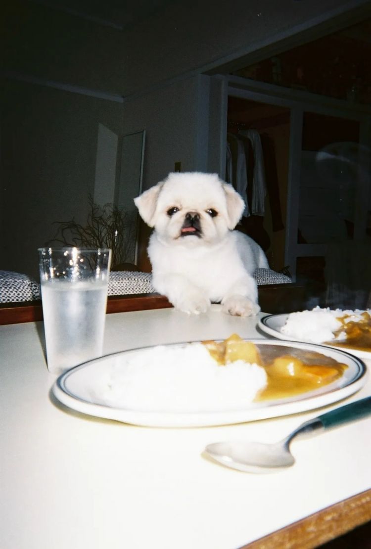 第255期:日本建外国人公寓?大阪世博烟花致游客受伤;知名电音女团解散?乐队结婚潮? | 百通板 第255期:日本建外国人公寓?大阪世博烟花致游客受伤;知名电音女团解散?乐队结婚潮? | 百通板