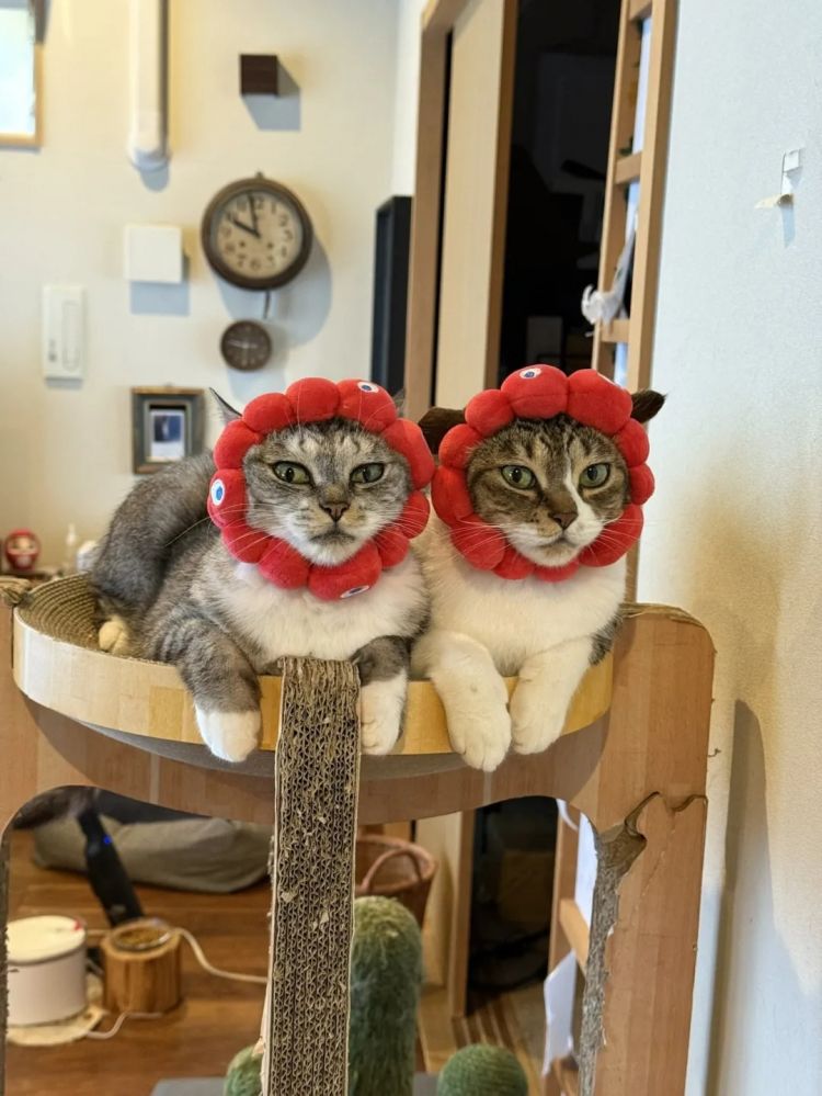 第256期:日本大地震概率又高了?特朗普宝可梦打击移民?拉布布联名大阪世博 | 百通板 第256期:日本大地震概率又高了?特朗普宝可梦打击移民?拉布布联名大阪世博 | 百通板