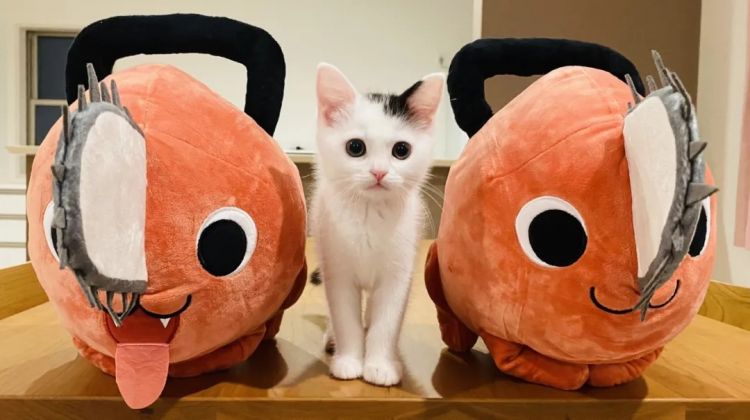 第257期:高市早苗成日本首任女首相?称日本人需像牛马一样工作;国庆周海外游日本最热门;诺贝尔奖出炉 | 百通板 第257期:高市早苗成日本首任女首相?称日本人需像牛马一样工作;国庆周海外游日本最热门;诺贝尔奖出炉 | 百通板