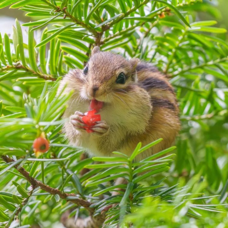 第257期:高市早苗成日本首任女首相?称日本人需像牛马一样工作;国庆周海外游日本最热门;诺贝尔奖出炉 | 百通板 第257期:高市早苗成日本首任女首相?称日本人需像牛马一样工作;国庆周海外游日本最热门;诺贝尔奖出炉 | 百通板