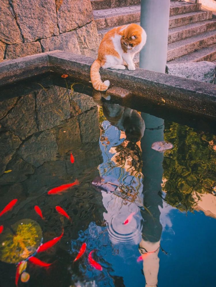 第257期:高市早苗成日本首任女首相?称日本人需像牛马一样工作;国庆周海外游日本最热门;诺贝尔奖出炉 | 百通板 第257期:高市早苗成日本首任女首相?称日本人需像牛马一样工作;国庆周海外游日本最热门;诺贝尔奖出炉 | 百通板