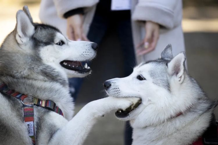第258期:高市早苗首相梦碎?米仓凉子涉毒?NHK官宣红白主持人 绫濑遥领衔;大阪世博闭幕 | 百通板 第258期:高市早苗首相梦碎?米仓凉子涉毒?NHK官宣红白主持人 绫濑遥领衔;大阪世博闭幕 | 百通板