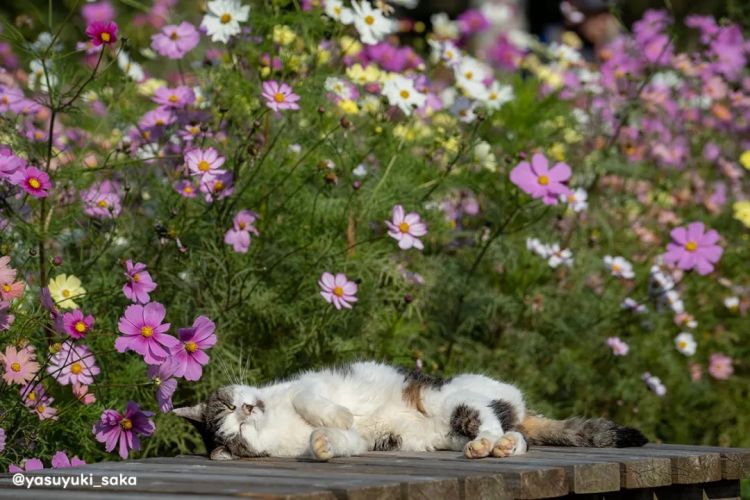 第258期:高市早苗首相梦碎?米仓凉子涉毒?NHK官宣红白主持人 绫濑遥领衔;大阪世博闭幕 | 百通板 第258期:高市早苗首相梦碎?米仓凉子涉毒?NHK官宣红白主持人 绫濑遥领衔;大阪世博闭幕 | 百通板