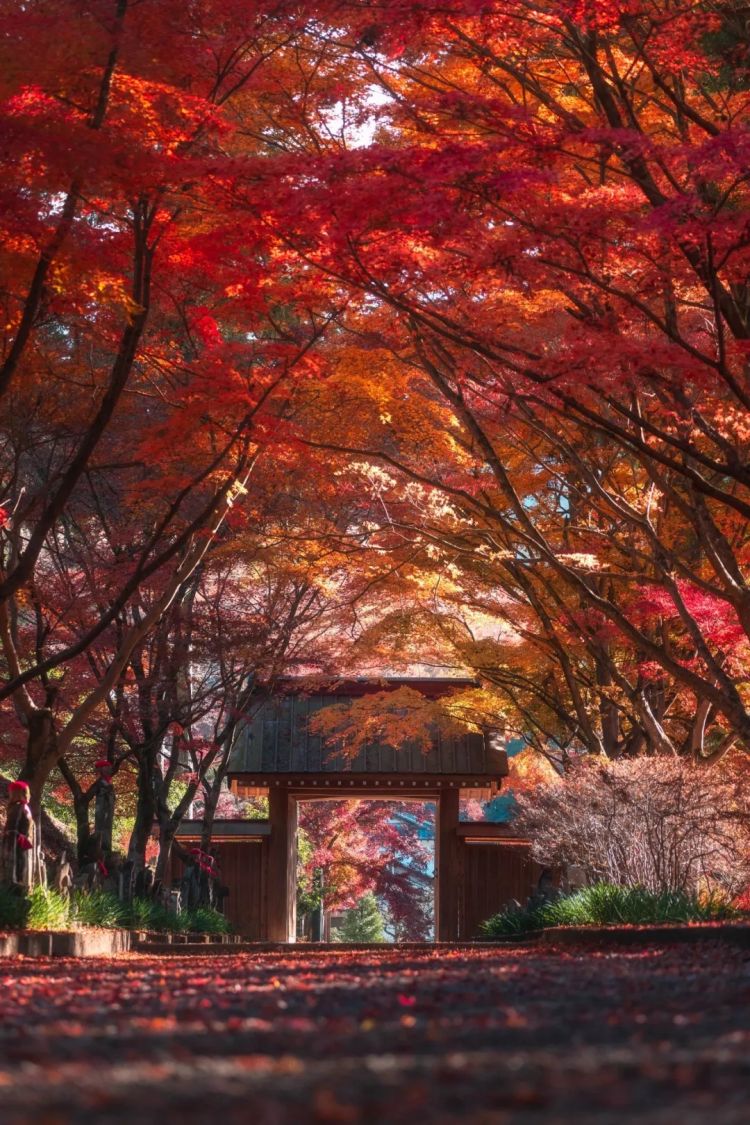 第258期:高市早苗首相梦碎?米仓凉子涉毒?NHK官宣红白主持人 绫濑遥领衔;大阪世博闭幕 | 百通板 第258期:高市早苗首相梦碎?米仓凉子涉毒?NHK官宣红白主持人 绫濑遥领衔;大阪世博闭幕 | 百通板