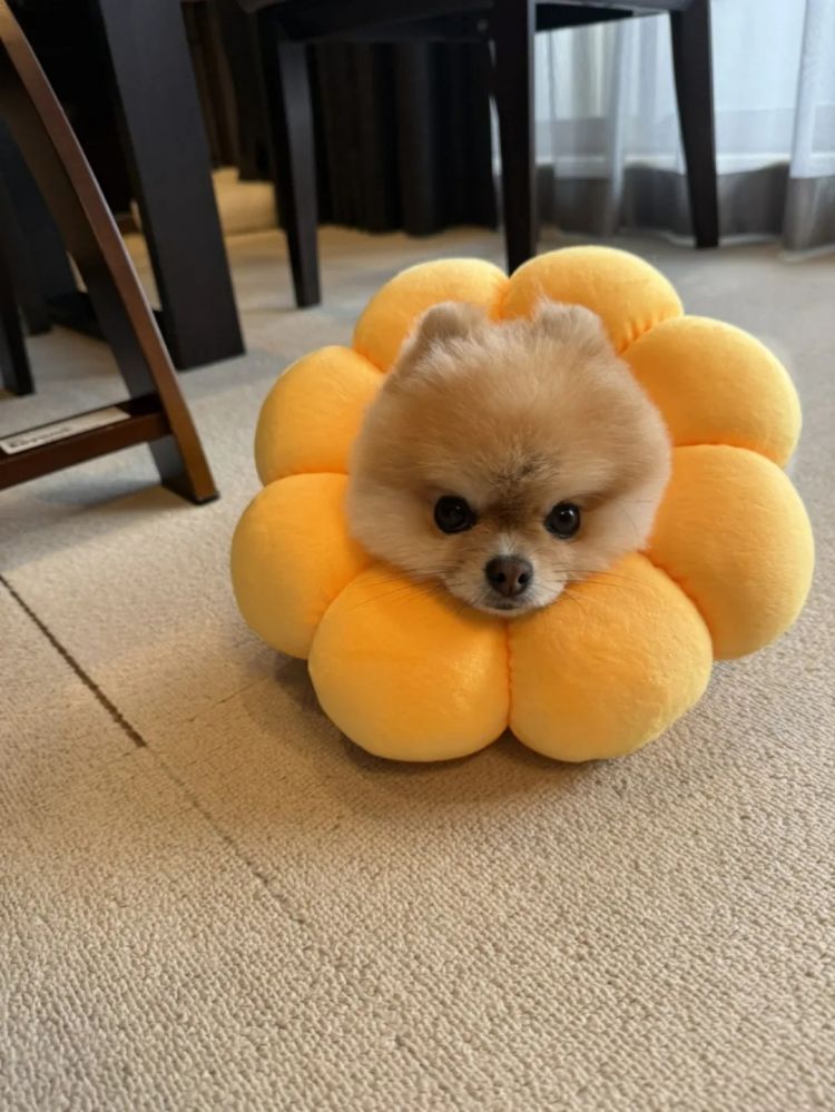 第259期:高市早苗当选 日本首位女首相诞生;露比酱上红白?藤冈靛宣布离婚;村山富市逝世 | 百通板 第259期:高市早苗当选 日本首位女首相诞生;露比酱上红白?藤冈靛宣布离婚;村山富市逝世 | 百通板