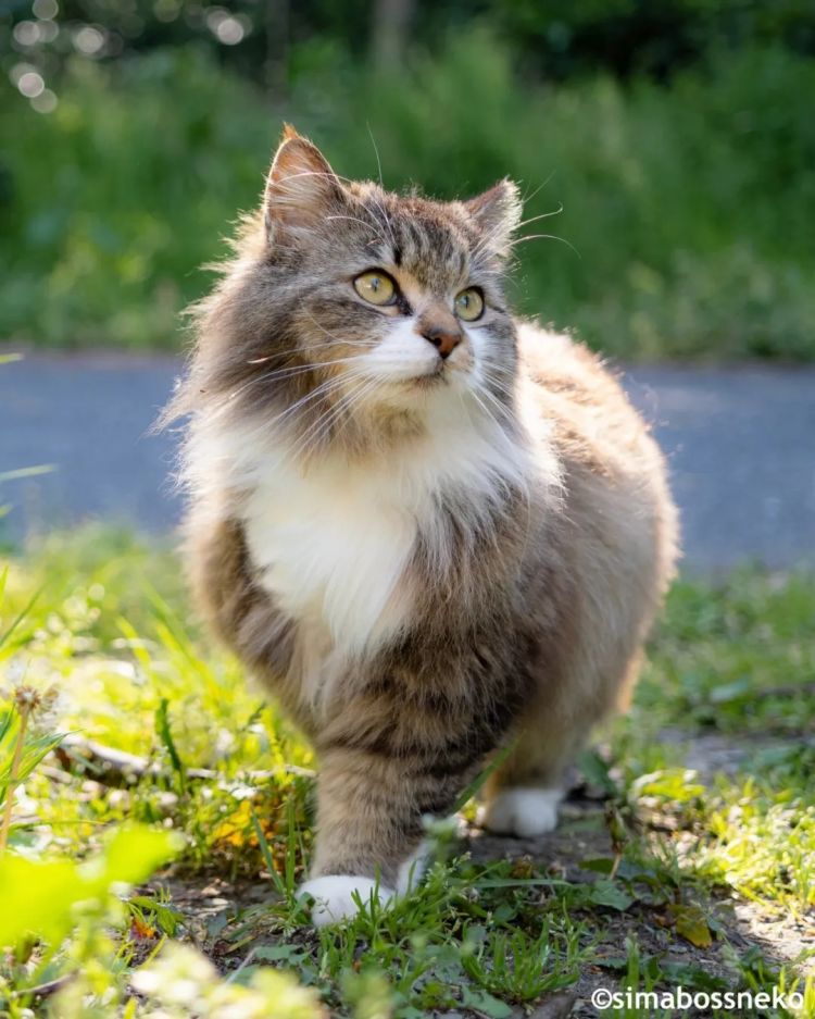 第259期:高市早苗当选 日本首位女首相诞生;露比酱上红白?藤冈靛宣布离婚;村山富市逝世 | 百通板 第259期:高市早苗当选 日本首位女首相诞生;露比酱上红白?藤冈靛宣布离婚;村山富市逝世 | 百通板