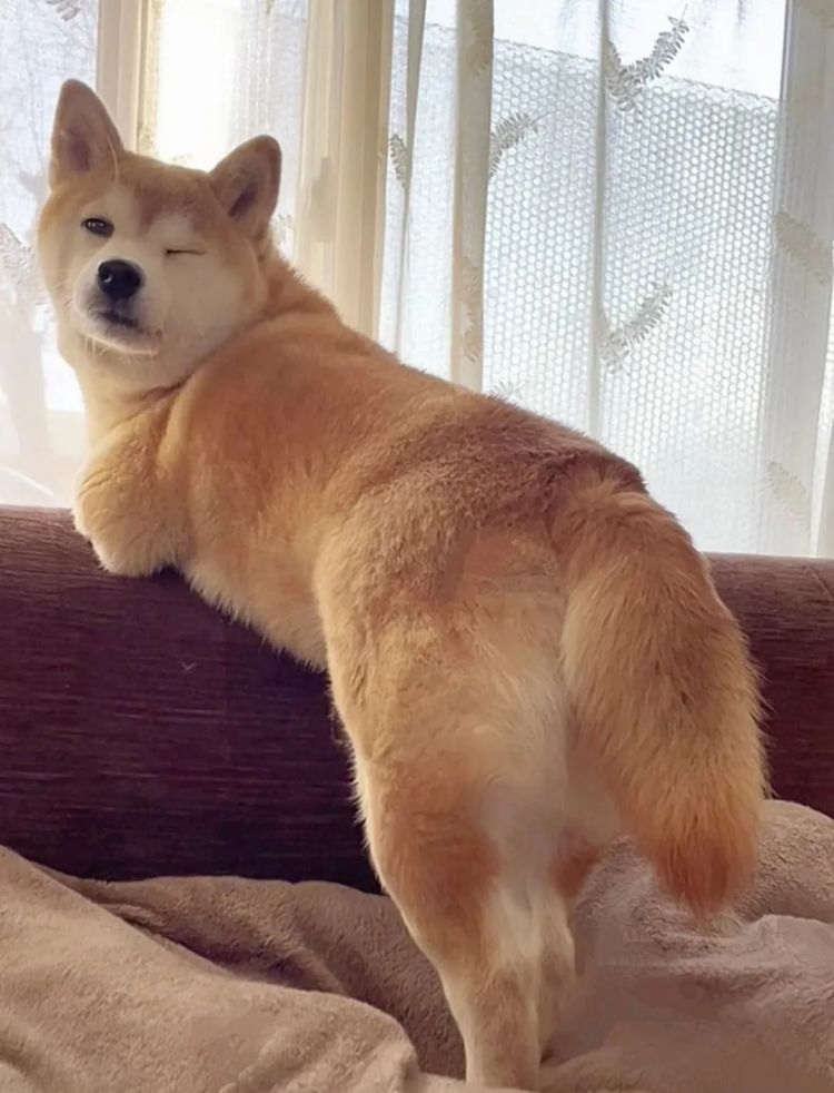 第259期:高市早苗当选 日本首位女首相诞生;露比酱上红白?藤冈靛宣布离婚;村山富市逝世 | 百通板 第259期:高市早苗当选 日本首位女首相诞生;露比酱上红白?藤冈靛宣布离婚;村山富市逝世 | 百通板