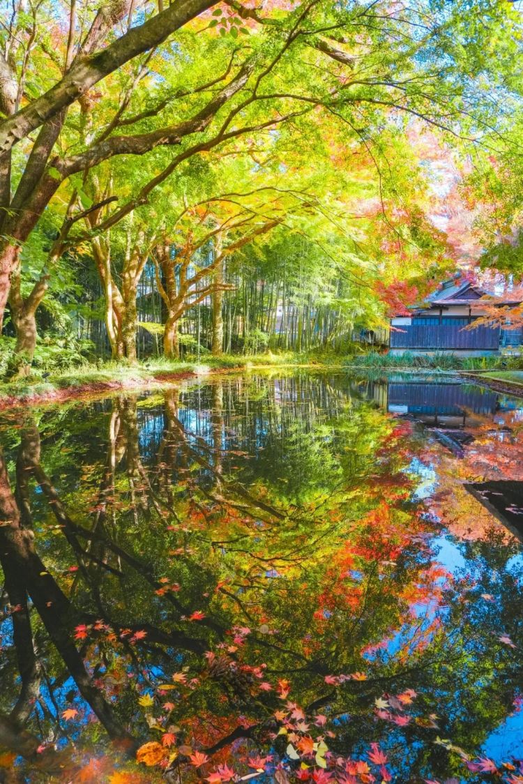 第259期:高市早苗当选 日本首位女首相诞生;露比酱上红白?藤冈靛宣布离婚;村山富市逝世 | 百通板 第259期:高市早苗当选 日本首位女首相诞生;露比酱上红白?藤冈靛宣布离婚;村山富市逝世 | 百通板