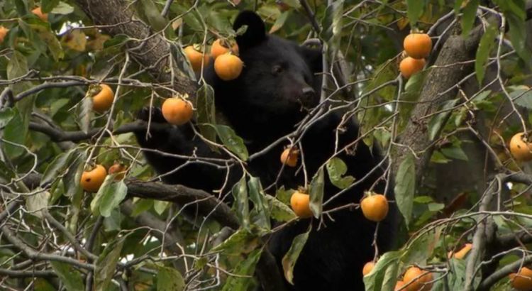 第259期:高市早苗当选 日本首位女首相诞生;露比酱上红白?藤冈靛宣布离婚;村山富市逝世 | 百通板 第259期:高市早苗当选 日本首位女首相诞生;露比酱上红白?藤冈靛宣布离婚;村山富市逝世 | 百通板