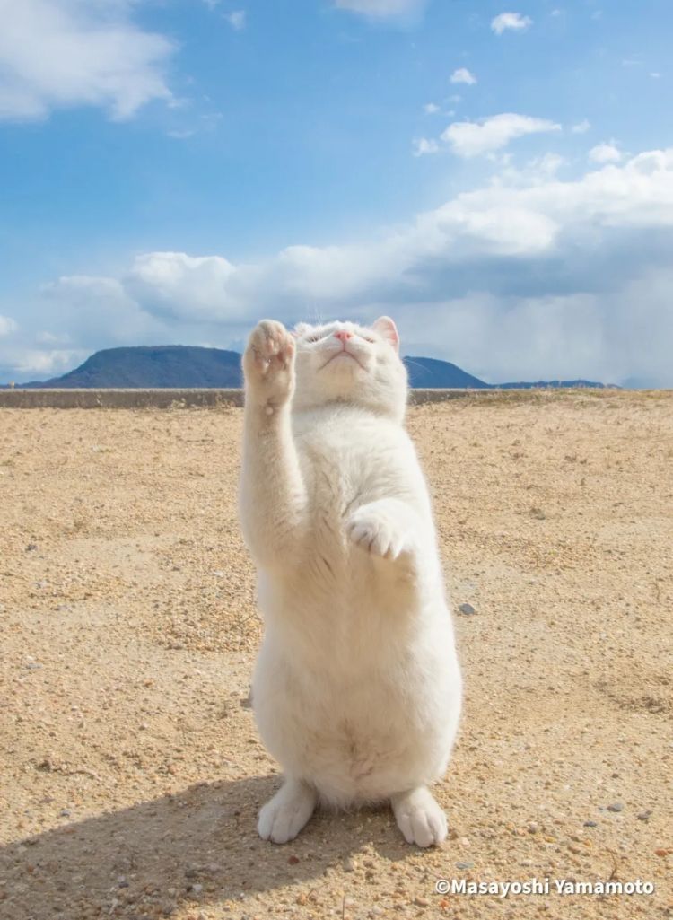 第260期:特朗普与高市早苗会面;龟梨和也与田中美奈实分手?日本熊灾肆虐;安倍晋三枪击案公审 | 百通板 第260期:特朗普与高市早苗会面;龟梨和也与田中美奈实分手?日本熊灾肆虐;安倍晋三枪击案公审 | 百通板