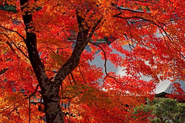 镰仓·红叶的名胜散步:巡游染上秋色的寺院神社 镰仓·红叶的名胜散步:巡游染上秋色的寺院神社