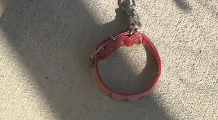 第260期:特朗普与高市早苗会面;龟梨和也与田中美奈实分手?日本熊灾肆虐;安倍晋三枪击案公审 | 百通板 第260期:特朗普与高市早苗会面;龟梨和也与田中美奈实分手?日本熊灾肆虐;安倍晋三枪击案公审 | 百通板