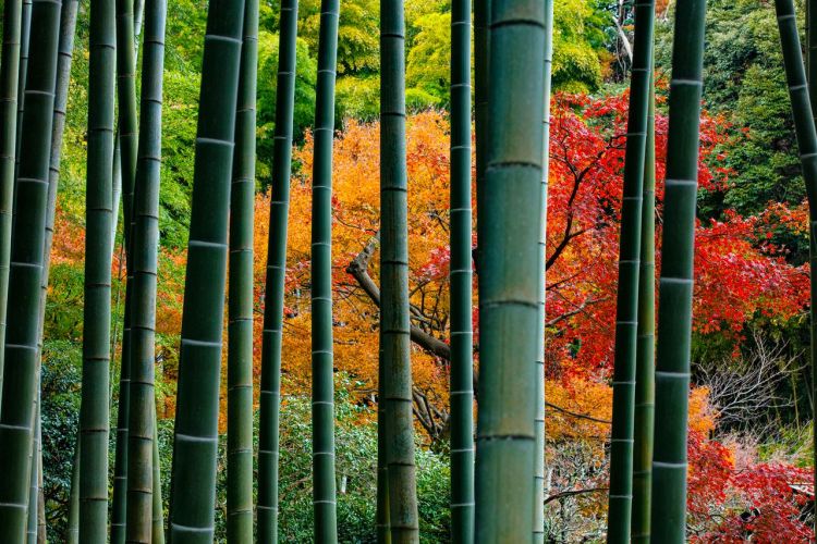 镰仓·红叶的名胜散步:巡游染上秋色的寺院神社 镰仓·红叶的名胜散步:巡游染上秋色的寺院神社