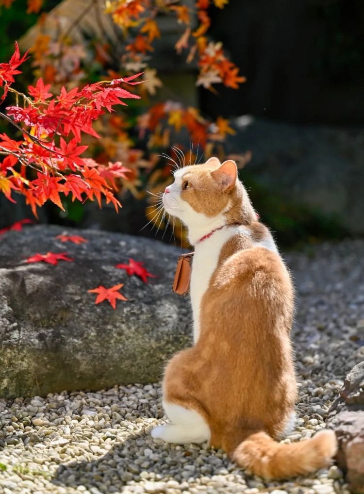 第260期:特朗普与高市早苗会面;龟梨和也与田中美奈实分手?日本熊灾肆虐;安倍晋三枪击案公审 | 百通板 第260期:特朗普与高市早苗会面;龟梨和也与田中美奈实分手?日本熊灾肆虐;安倍晋三枪击案公审 | 百通板