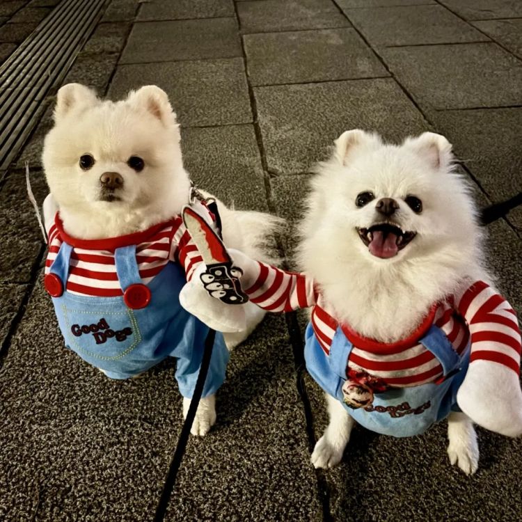 第260期:特朗普与高市早苗会面;龟梨和也与田中美奈实分手?日本熊灾肆虐;安倍晋三枪击案公审 | 百通板 第260期:特朗普与高市早苗会面;龟梨和也与田中美奈实分手?日本熊灾肆虐;安倍晋三枪击案公审 | 百通板