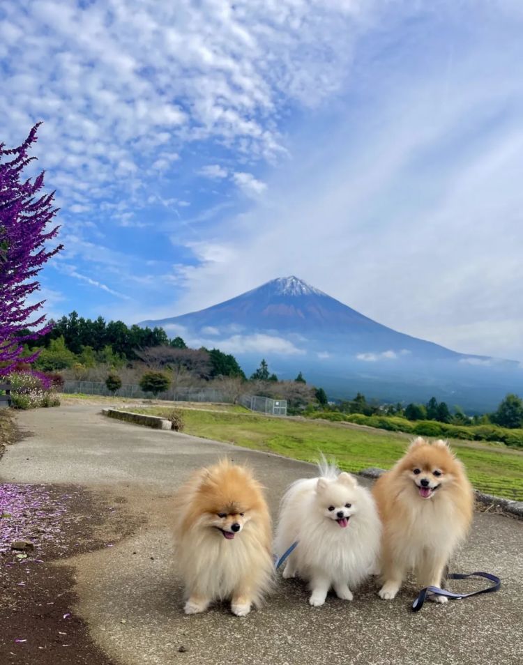 第261期:中国对日免签延长;木村拓哉长女恋爱?中日轮值APEC主席国;哥斯拉续作定名;日本熊灾 | 百通板 第261期:中国对日免签延长;木村拓哉长女恋爱?中日轮值APEC主席国;哥斯拉续作定名;日本熊灾 | 百通板